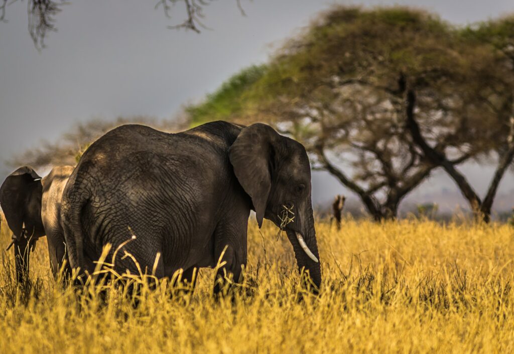 Discovery the Safari of Kenya