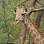 Giraffe in Ethiopia